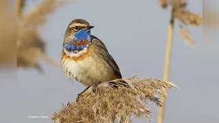 Голоса птиц. Варакушка (Luscinia svecica)