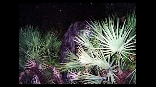 Snapshot #1  Myakka Skunk Ape Youtube