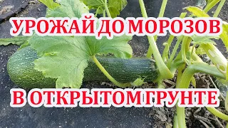 Кабачки.Урожай в открытом  грунте до морозов.Как продлить плодоношение.Заморозка на зиму.