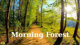 Morning Walk With Singing Birds | 4K | ASMR | Nature Trail | Forest Hike | Pure Sounds Of Walking