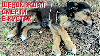 Щенок уже не плакал о помощи/ он лежал молча и ждал смерти /help save a homeless puppy