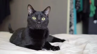 How Cats Make the Bed