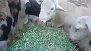 Dorper Sheep using a Just Grazin Custom Nets Slow Feed Hay Net