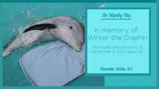 In memory of Winter the dolphin who sadly passed away on 11 - 11 - 2021 | Clearwater Marine Aquarium