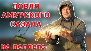 Ловля Амурского сазана на пеллетс