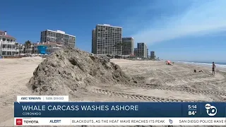 Whale carcass buried after washing ashore at Coronado Beach