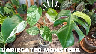 MONSTERA Top and Mid Cutting Differences...which is BEST?!?