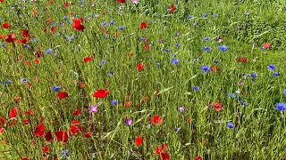 Vilde Blomster, Fuglekvidren