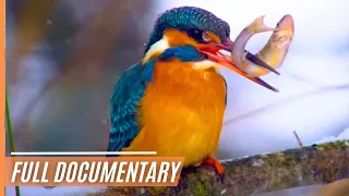 Wild Wonder: Exploring Earth's Beauty | Full Documentary