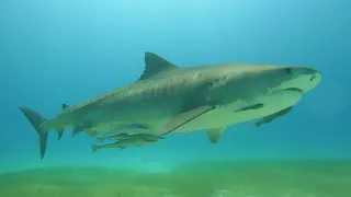 Tiger Beach Shark Diving Underwater Filming a pair a Big Tiger Sharks