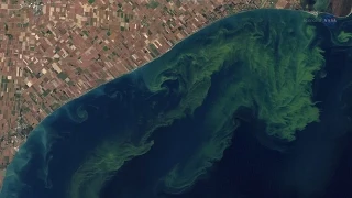 Satellites and Smart Phones Can Track Algae Blooms | Video