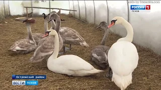 Лебедей, оставшихся зимовать под Псковом, приютила жительница Острова.