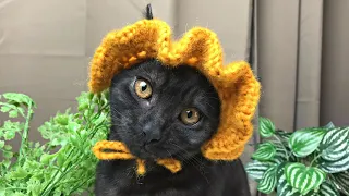 Crochet Hat for Cats and Dogs | Crochet Tutorial