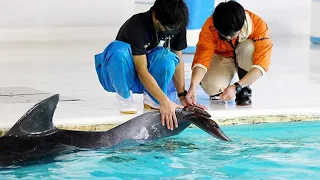 おたる水族館　バンドウイルカ繁殖に挑戦