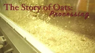 Story of Oats: Processing