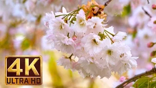 FLOWERS 4K - Nature scenes - Nature Relaxation Footage Trailer #15