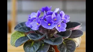 How to Remove and Repot African Violet Suckers