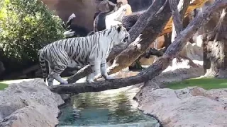 white tiger/loro parque/tenerife