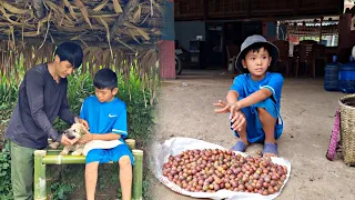 poor boy - Harvesting ripe red plums to sell. Uncle Thang gave Bao a special gift