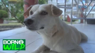 Born to be Wild: Doc Nielsen examines, treats a wounded dog