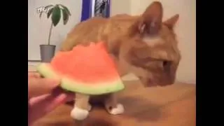 Прикольные кошки   кошка грызет арбуз!  Забавно смотреть!!