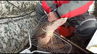 Щука больше 20 килограмм, рыбалка