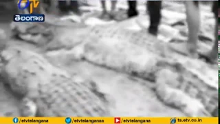 Almost 300 Crocodiles Slaughtered | in Revenge Attack | in Indonesia