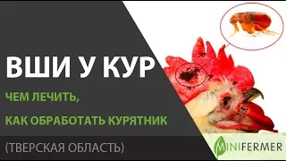 ВШИ У КУР - КАК ВЫВЕСТИ? Препараты, обработка курятника от вшей, клопов, пероедов.