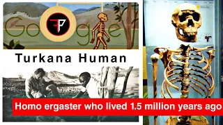 Turkana Human - Homo ergaster who lived 1.5 million years ago