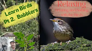 Learn Birds - Relaxing, Drinking and Bathing with the Birds. [ Babblers 2024 ]