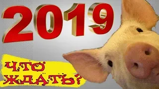 ЧТО ГОТОВИТ 2019 - год Желтой Земляной Свиньи?