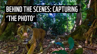 Behind The Scenes: Photographing Tigers in Malaysia's Royal Belum State Park | WWF-Australia
