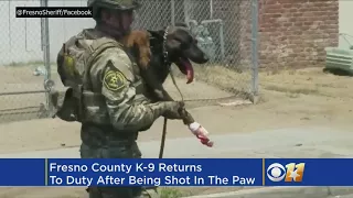 Fresno County Sheriff's K-9 Returns To Duty