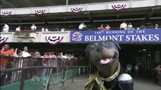 Conan Travels - "Triumph the Insult Comic Dog visits the 2008 Belmont Stakes" - 6/12/08