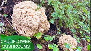 Mushroom Foraging Tips (Chanterelle, Lobsters, Bear's Head Tooth, and Cauliflowers).