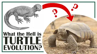 What the Hell is Turtle Evolution?