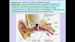 Дубынин В. А. - Физиология сенсорных и двигательных систем - Слуховая система мозга. Среднее ухо
