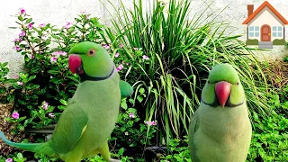 parrot talking video| parrot sound video| Tanishu Singh Miniature @ParrotX2 @ParroTube