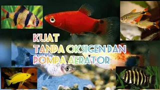 PEMULA WAJIB NONTON !!! JENIS IKAN HIAS AQUARIUM TANPA OKSIGEN DAN AERATOR.. PART 1