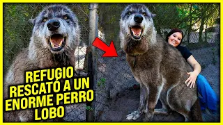 Un refugio rescató a un enorme perro LOBO y luego su prueba de ADN demostró porque es tan GRANDE😱