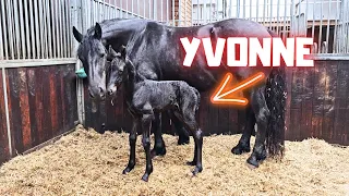 How is Yvonne the filly doing? | Friesian Horses