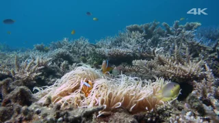 Sony 4K Demo  Beautiful Sea in Okinawa 1