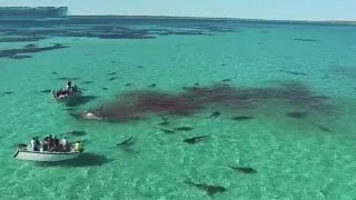 Watch: Shark feeding frenzy shot by drone