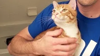 How To Bathe a Cat