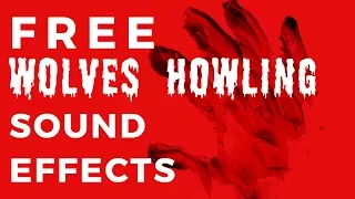 WOLF HOWLING | Free Wolf Sound Effects