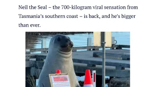 (Don't) love him to death: Tasmanian star Neil the Seal goes into witness protection • FRANCE 24