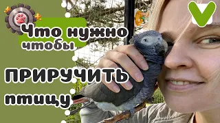 КАК приручить ПОПУГАЯ? 10 простых шагов.