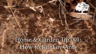 Forest to Farm - How to Kill Fire Ants