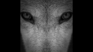 Каската -Вълци