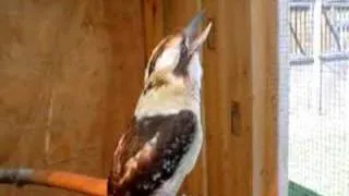 Laughing Kookaburra